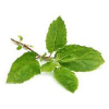 Tulsi